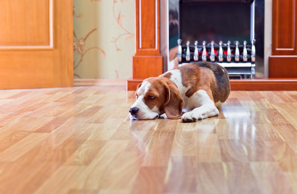 dog beagle on wood floor