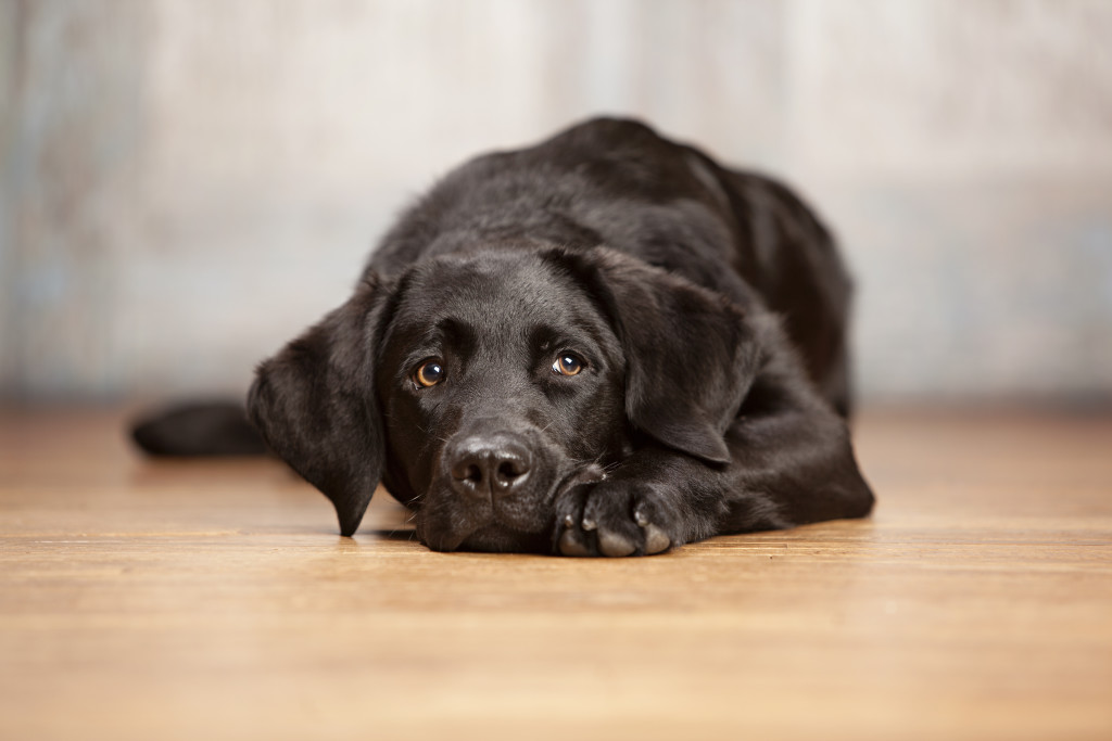 dog on floor