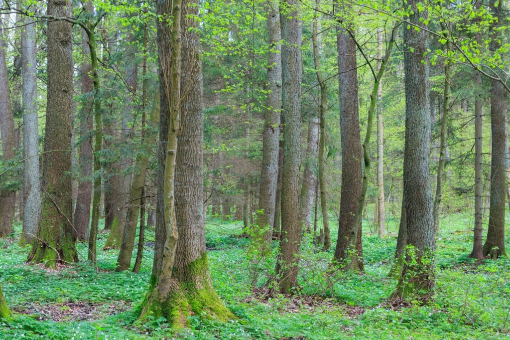 alder hardwood trees