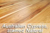 Australian Cypress