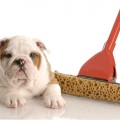 english-bulldog-puppy-with-sponge-mop