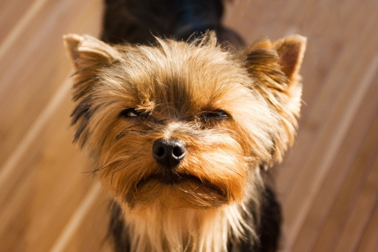 How to Clean Up Pet Messes from Bamboo Flooring Learning
