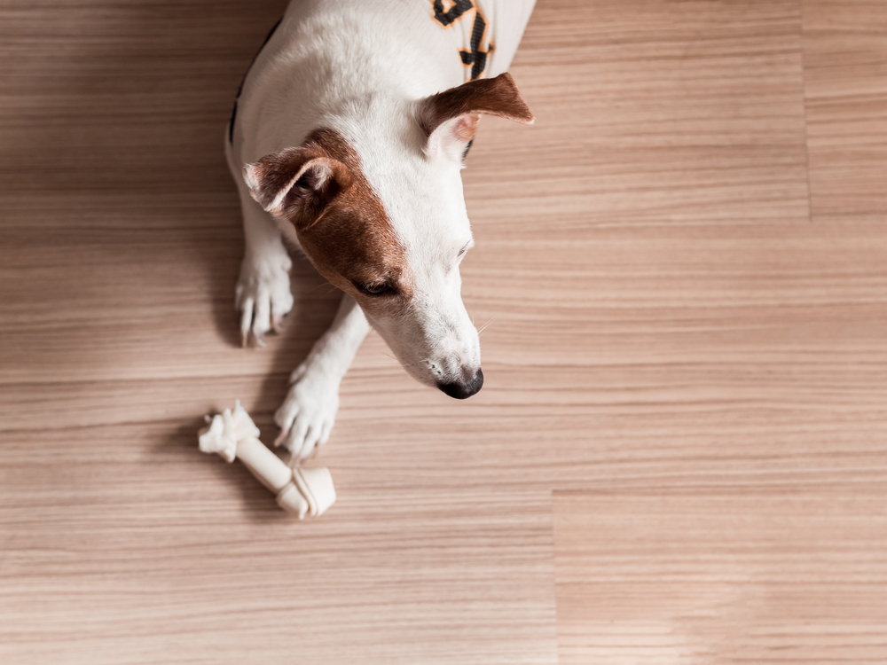 flooring with pets