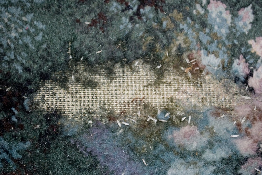 How Often Should a Landlord Replace Carpet? Learning CenterLearning Center